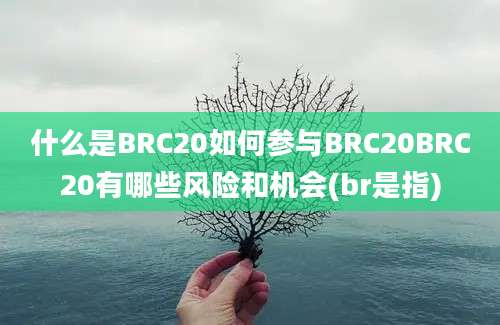 什么是BRC20如何参与BRC20BRC20有哪些风险和机会(br是指)